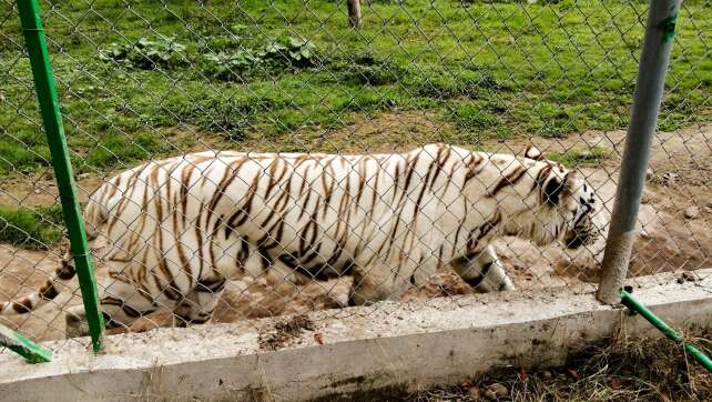 Unwetter in Mexiko: Freilaufender Tiger wurde gefunden