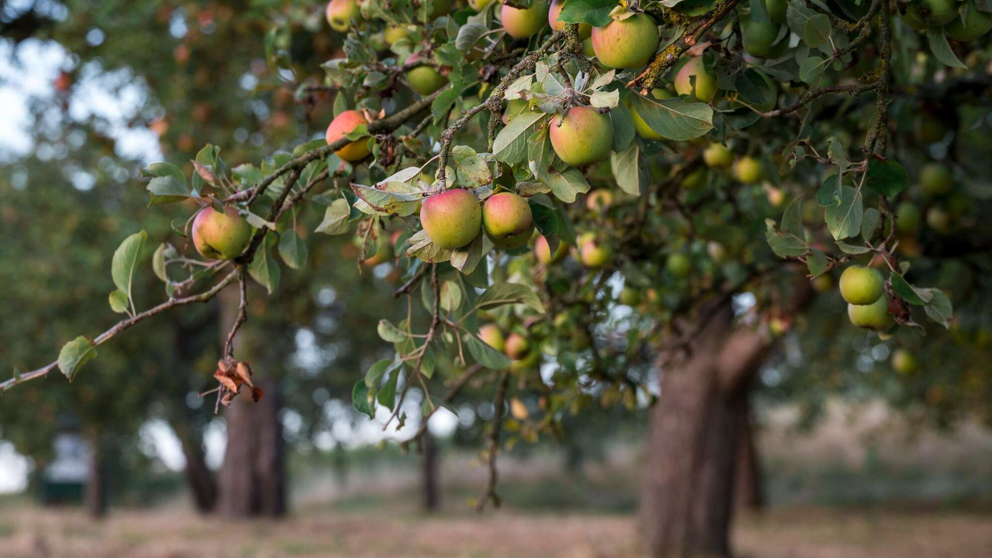 Sonnenaufgang über einer Streuobstwiese