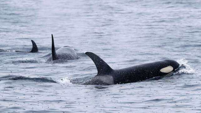 Orcas versenken Segeljacht vor Portugal - Familie gerettet