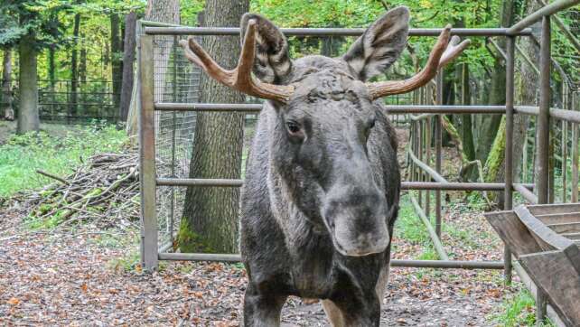 Nach Tagen im Schwarzwald: Elch Erwin wieder im Wildpark