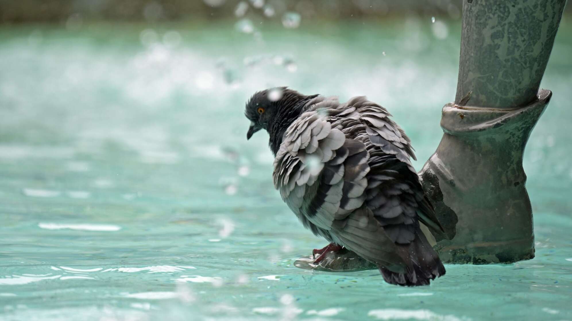 Taube am Fischbrunnen