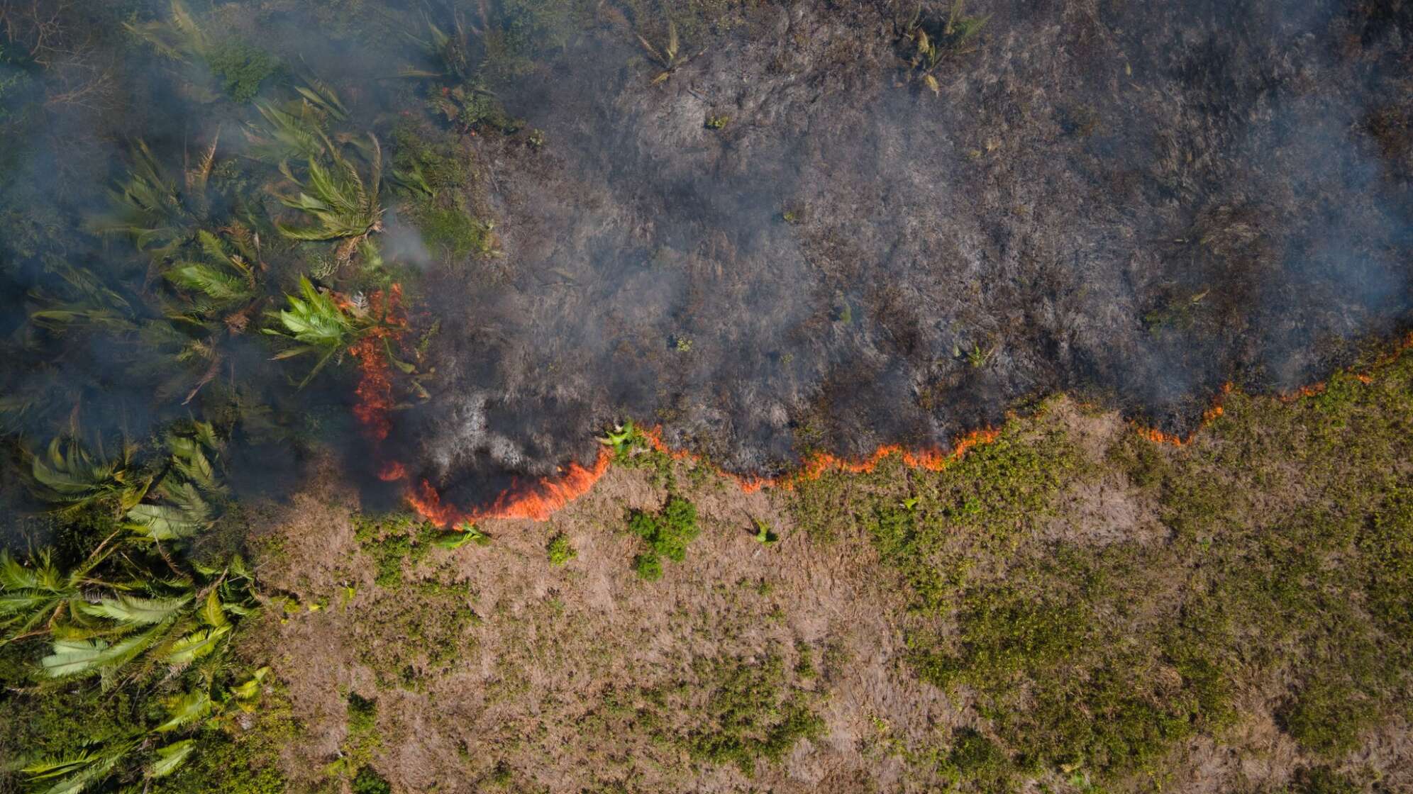 Feuer im Amazonas-Gebiet
