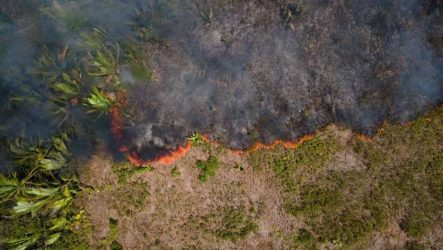 Bericht: Waldzerstörung geht immer schneller