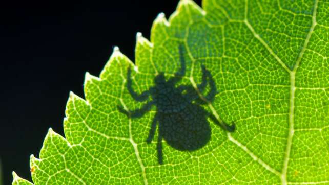 Gesundheitsbehörde: Mehr Borreliose-Fälle in Bayern