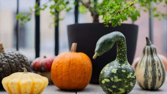 Kürbis-Boom: Pumpkin ist populär