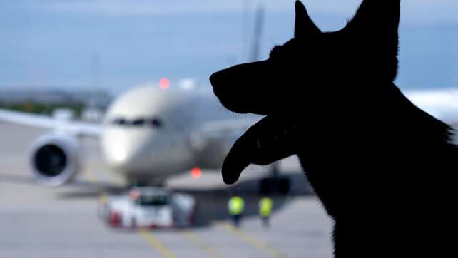 Hund bei Flugreise verloren - Entschädigung wie bei Gepäck