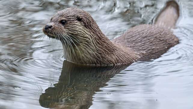 Fischotter-Zählung in Bayern - Helfer gesucht