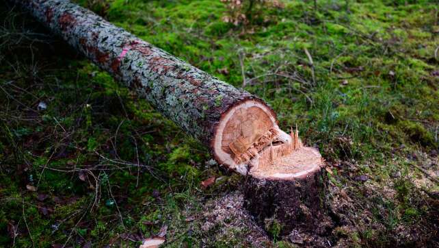 Bayern kritisiert Pläne für abgeschwächtes Waldschutzgesetz