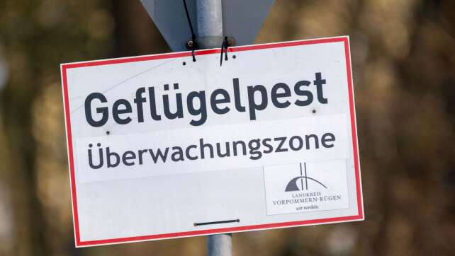 Vogelgrippe: Rund 15.000 Tiere werden im Südwesten getötet