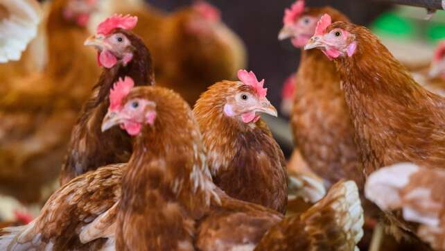 Vogelgrippe auf dem Vormarsch - Kraniche stark betroffen