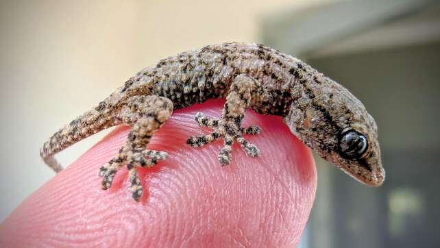 Frau in Polen findet Gecko in Rucola-Packung