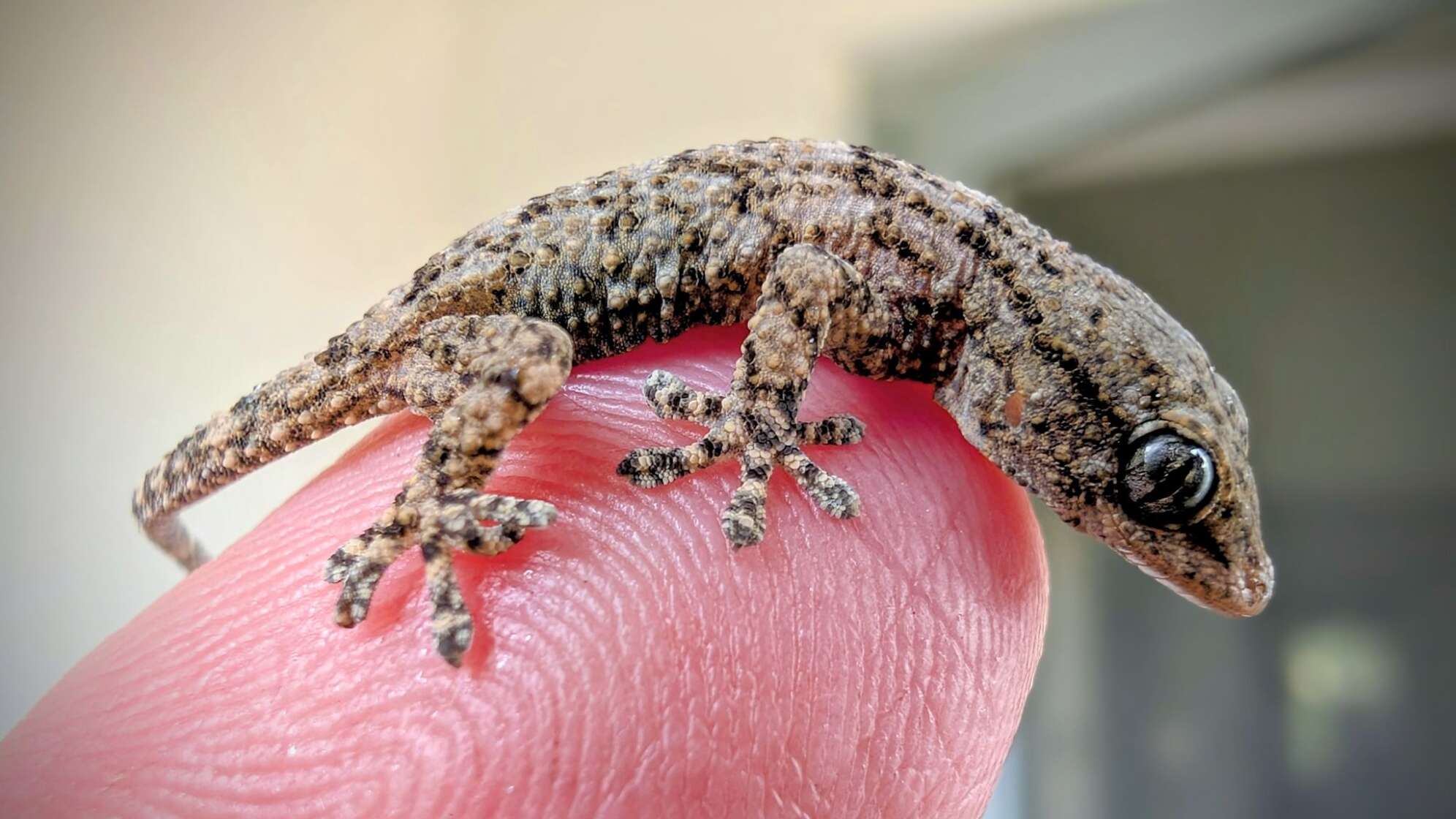 Lebender Gecko in Packung mit Rucola-Salat gefunden
