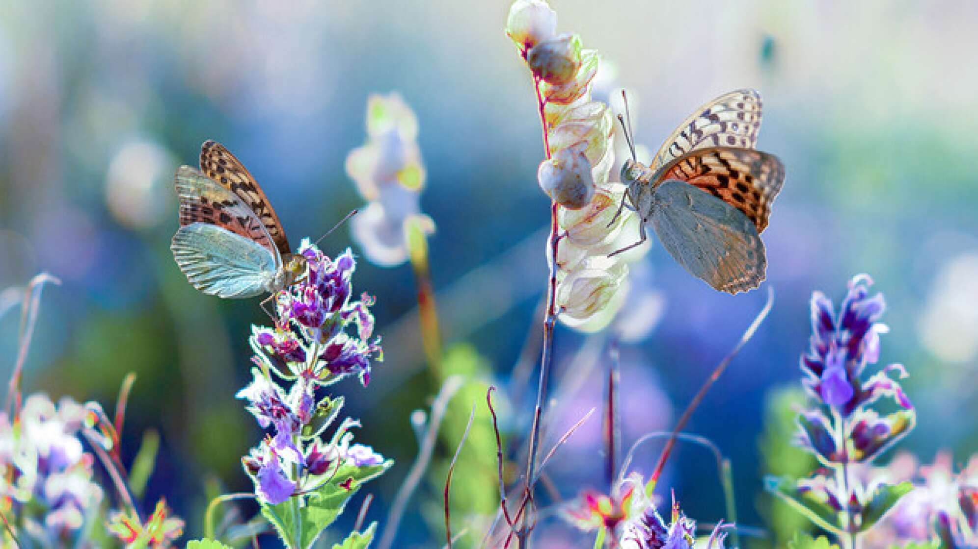 Schmetterlinge auf Blumen