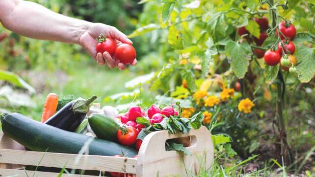 Startschuss für den Gemüsegarten: Welches Gemüse kann jetzt angepflanzt werden?