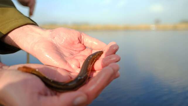 Ein Fisch namens «Furzgrundel» soll wieder heimisch werden