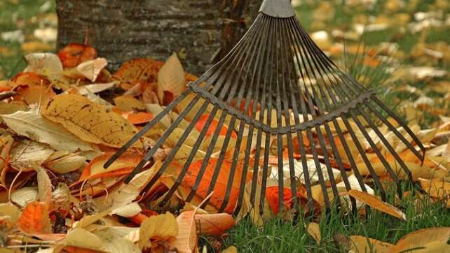 Tipps für Haus und Garten: Wohin mit dem bunten Herbst-Laub
