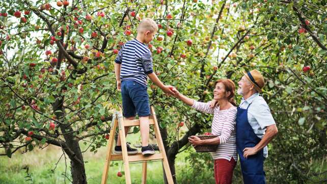 Umsonst und völlig legal: Hier dürft ihr in Bayern Obst ernten