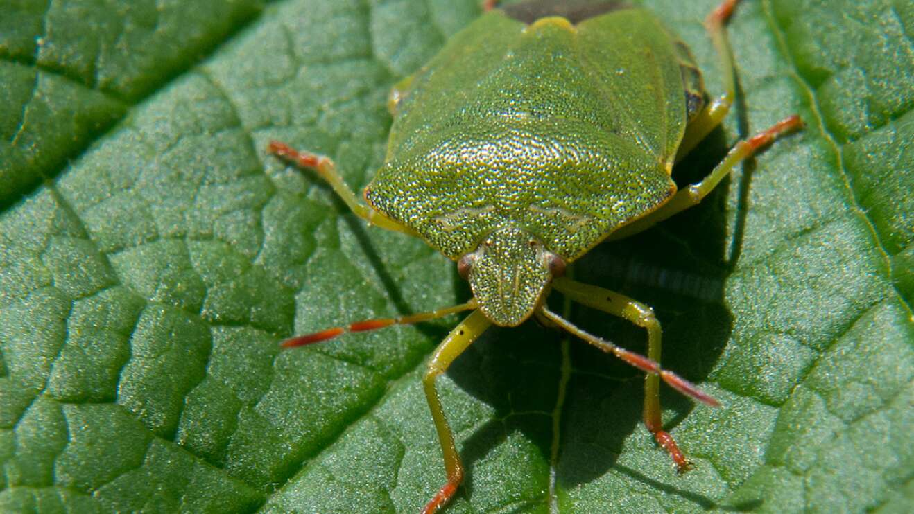 Grüne Stinkwanze auf Blatt