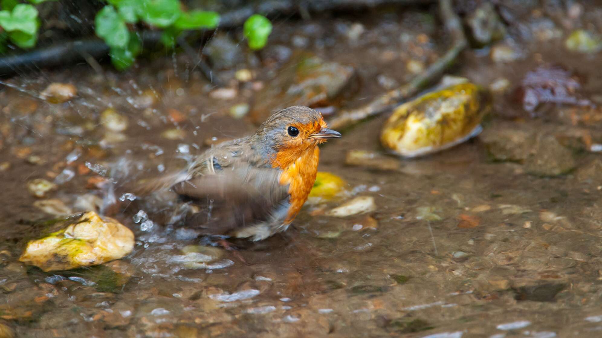 Vogel im Wasser