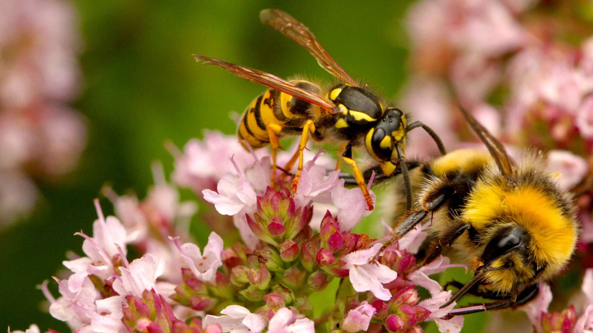 Wespen auf Blüten