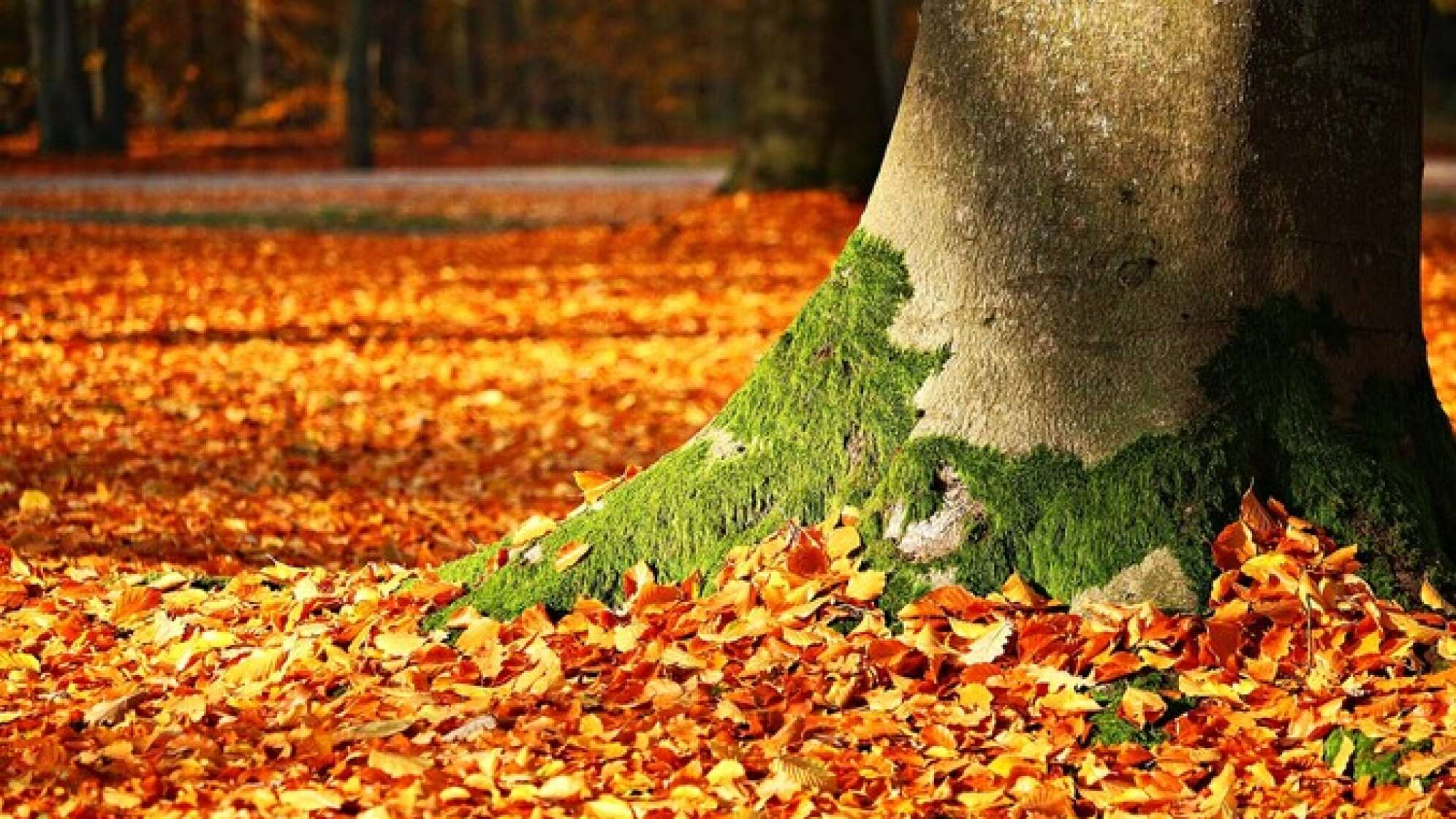 Laub unter Baum