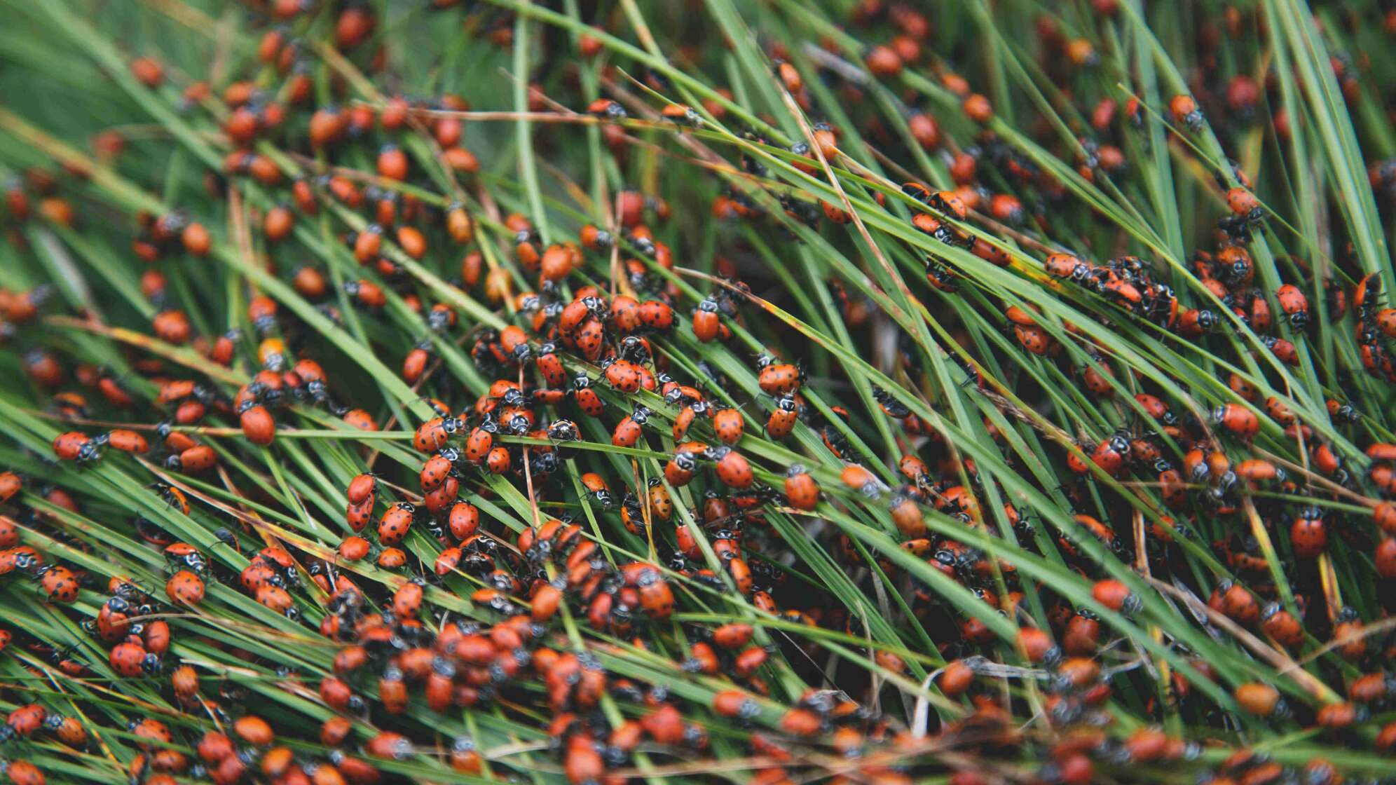 Marienkäfer auf Sträuchern