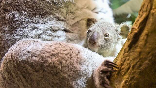 Neues Koala-Baby in Leipzig wagt sich langsam aus dem Beutel