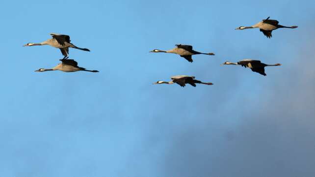 Vogelgrippe in Bayern – tote Kraniche in Unterfranken