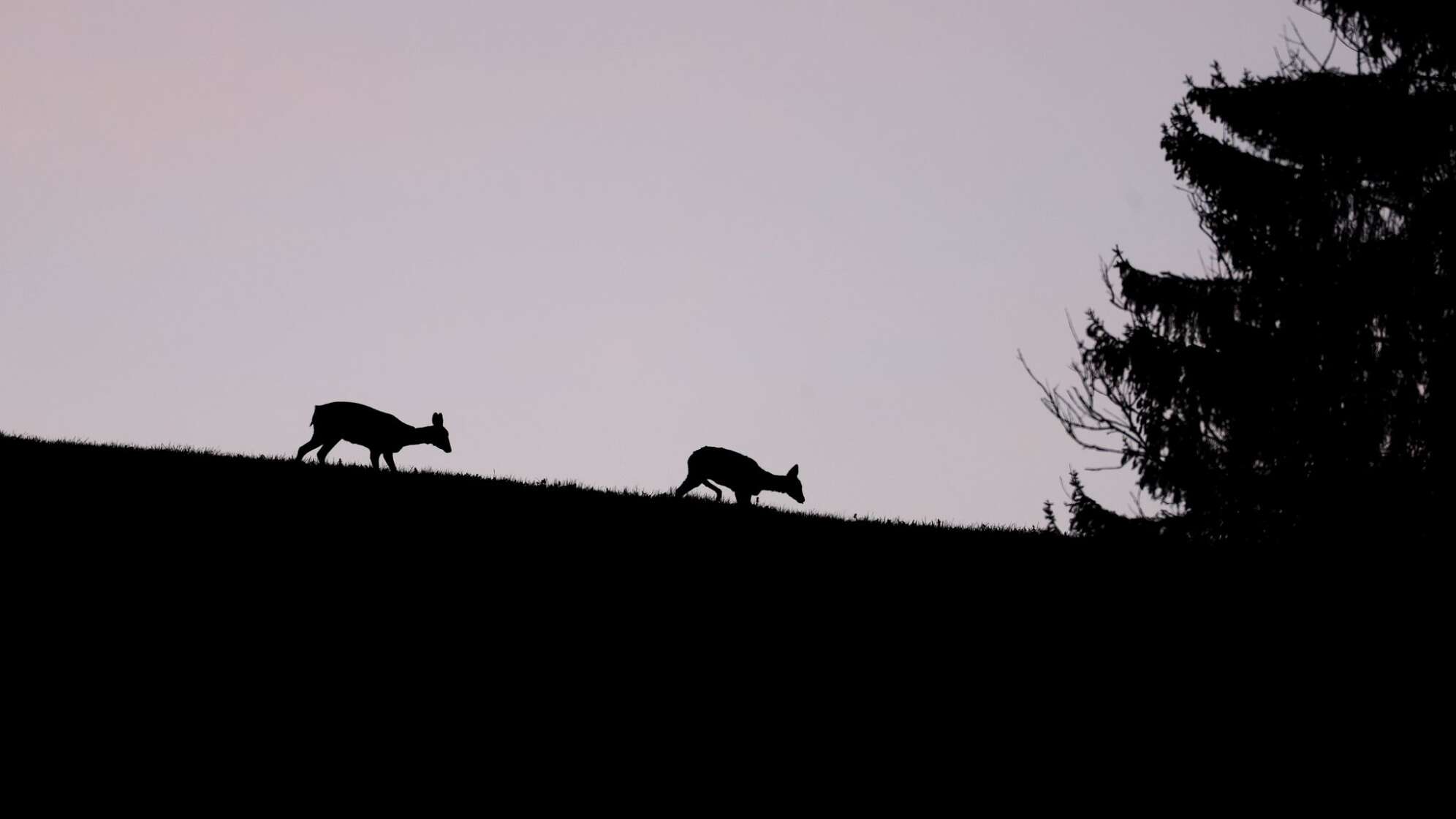 Sonniger Morgen in Bayern