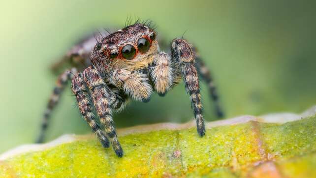 Sensation im Nationalpark Bayerischer Wald: Sumpfhockling als neue Springspinnenart entdeckt