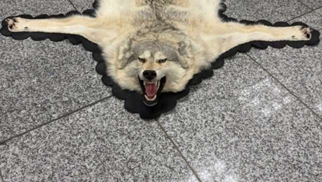 Zoll findet Wolfspelz im Koffer