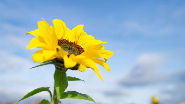 Bis 21 zu Grad am Donnerstag