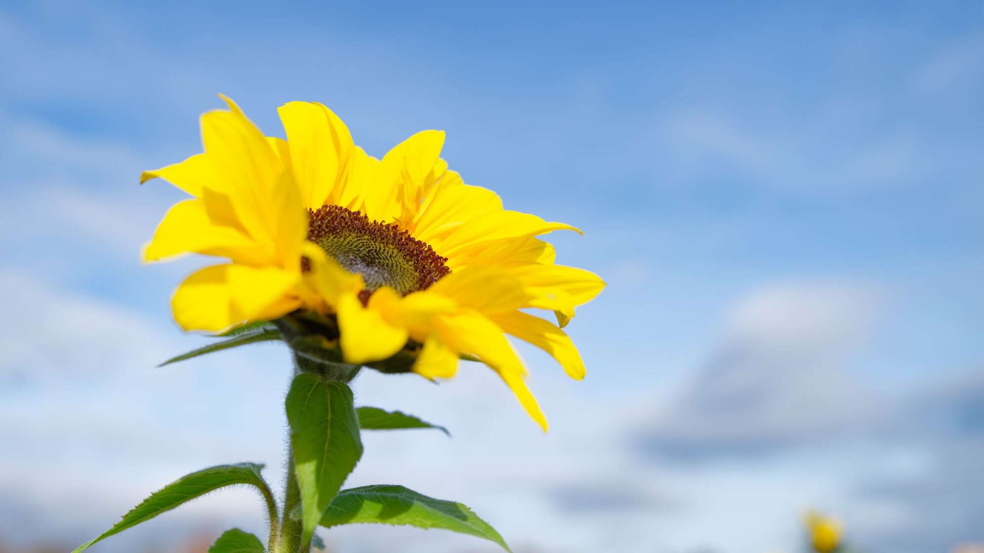Bis zu 20 Grad am Donnerstag
