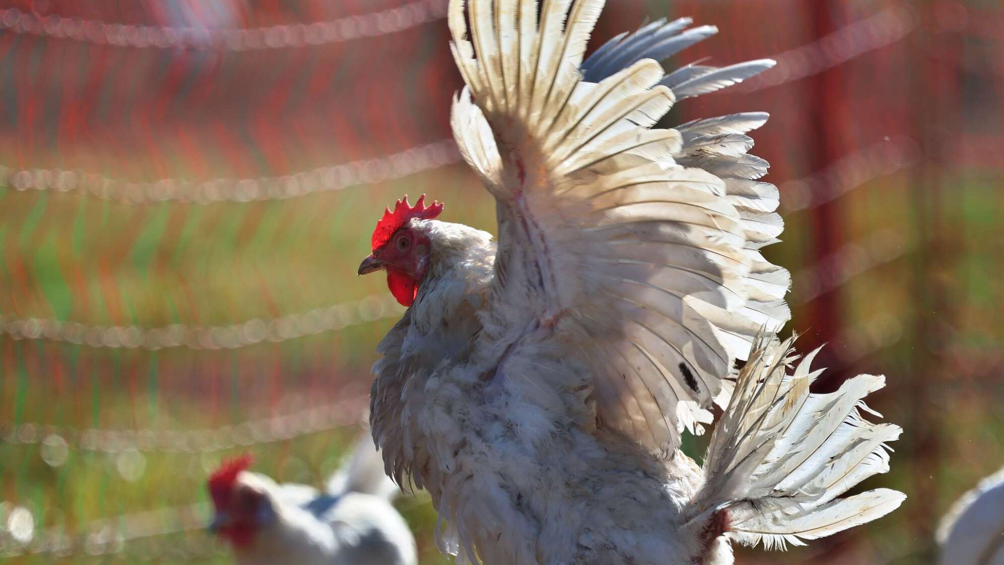 Legehennen auf Biobauernhof