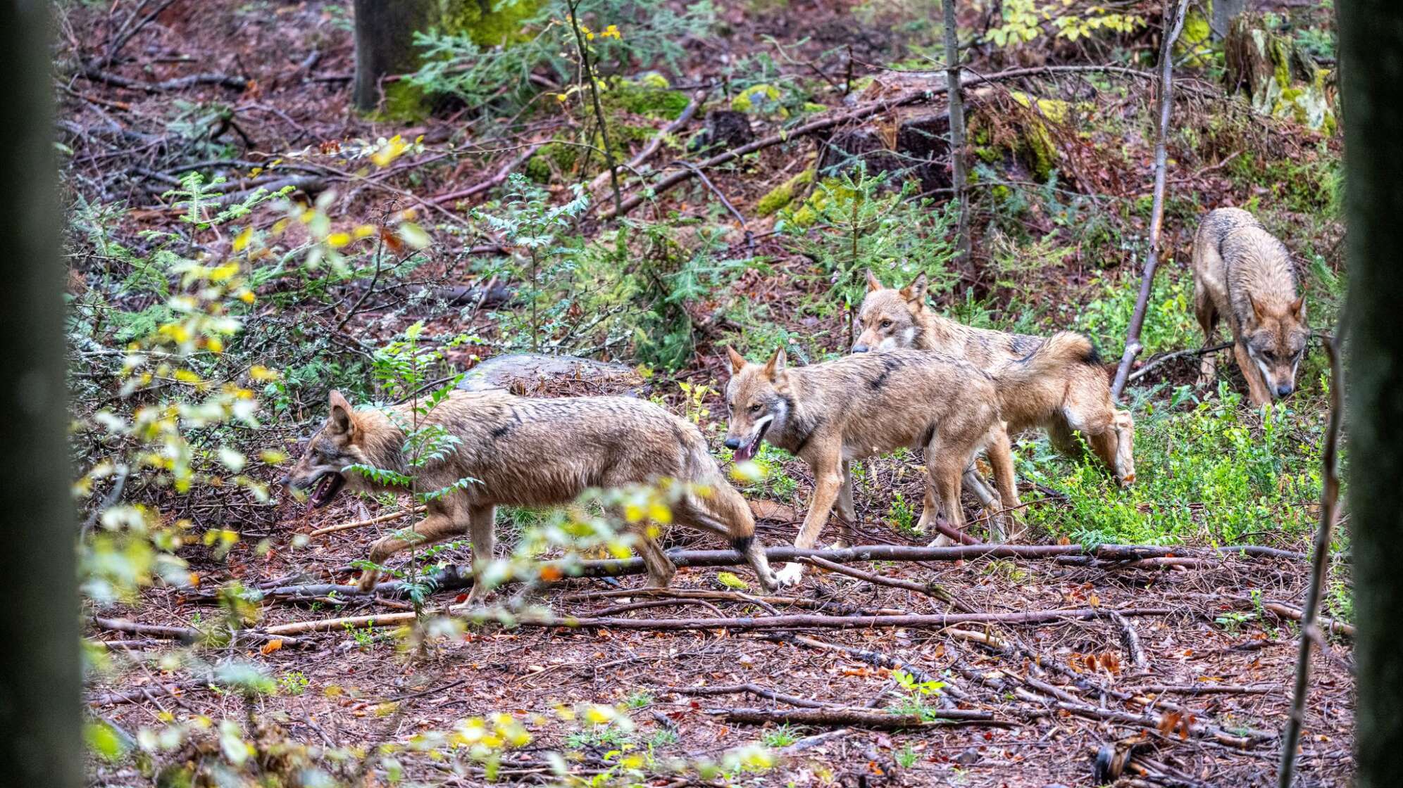 Wölfe im Nationalparkzentrum Falkenstein