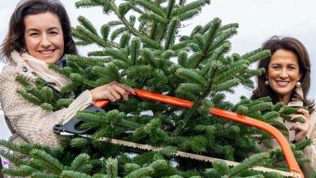 Auf zum neuen Christbaum - Weihnachten naht