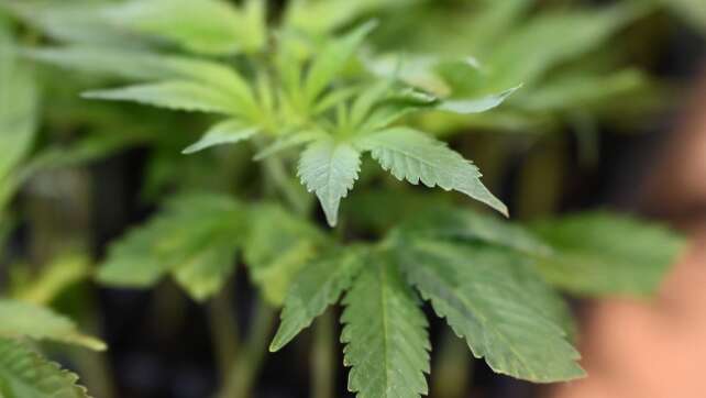 Tschechien: Drogenpilot muss ins Gefängnis