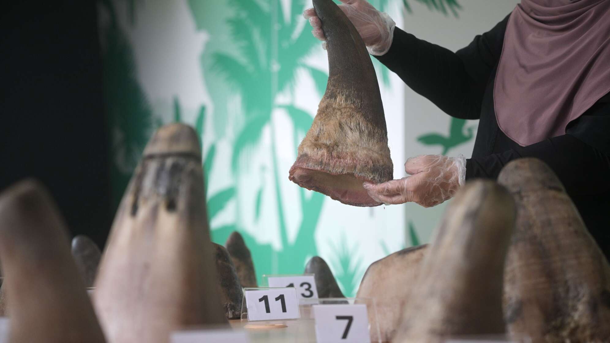 Singapur stoppt bisher größten Schmuggel mit Nashorn-Horn