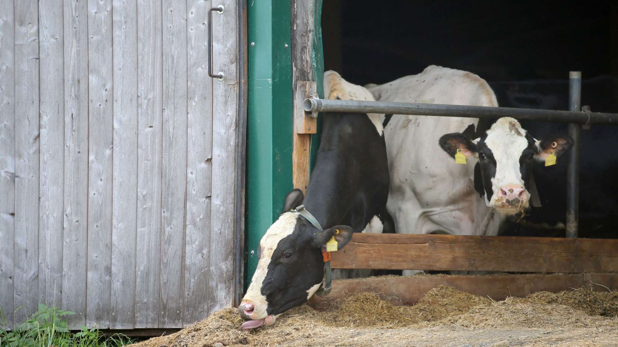 Verstöße gegen das Tierschutzgesetz im Allgäu