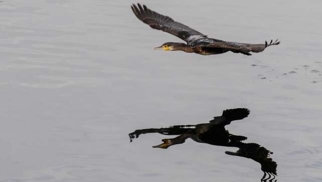 Hunderttausende Euro für Projekte gegen den Kormoran
