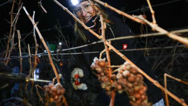 Winzer mühen sich in bitterer Kälte für Eiswein-Ernte