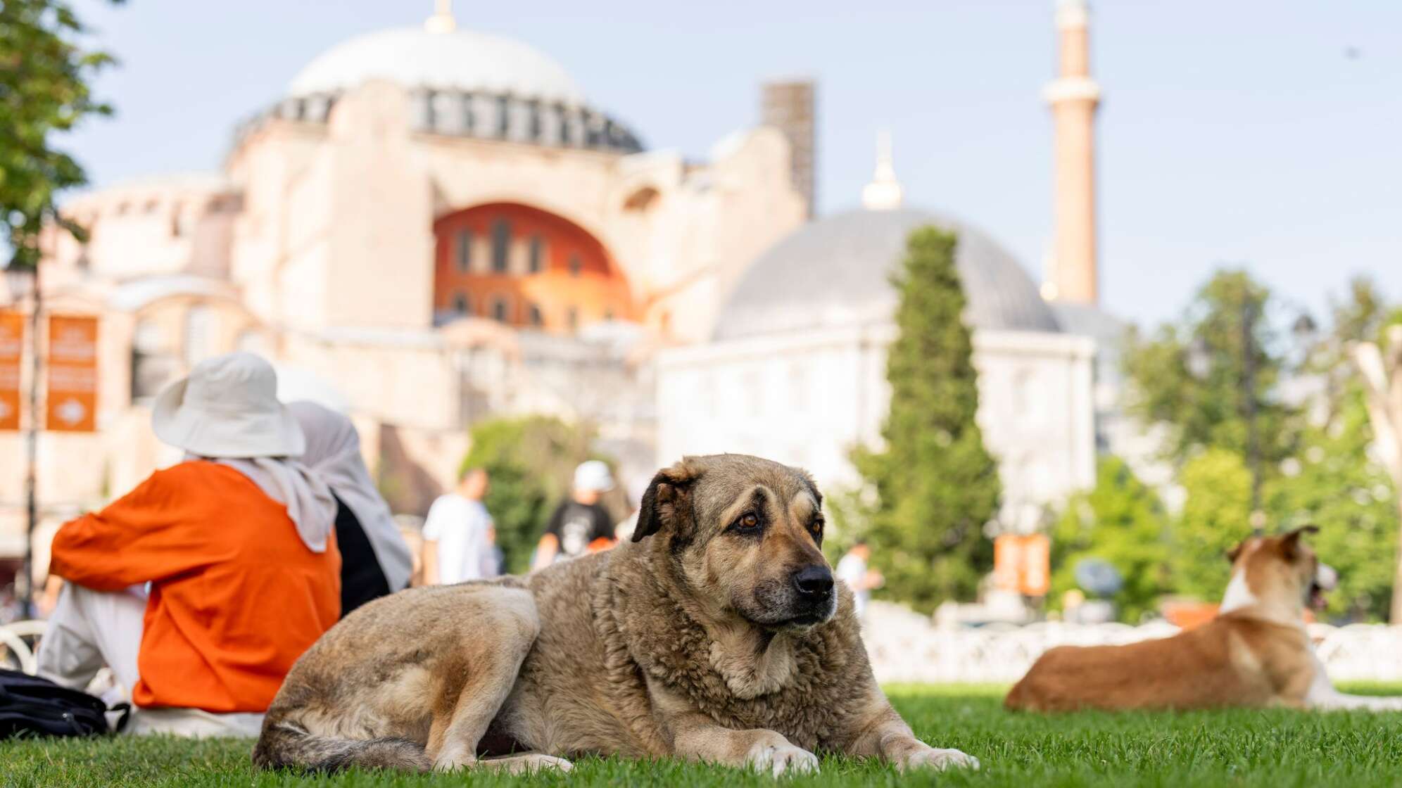 Streunende Hunde in der Türkei