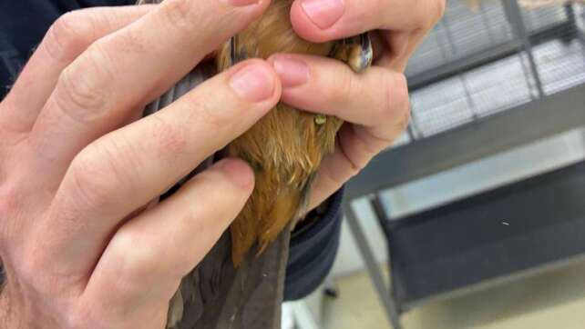 Zoll entdeckt geschmuggelte Singvögel im Handgepäck