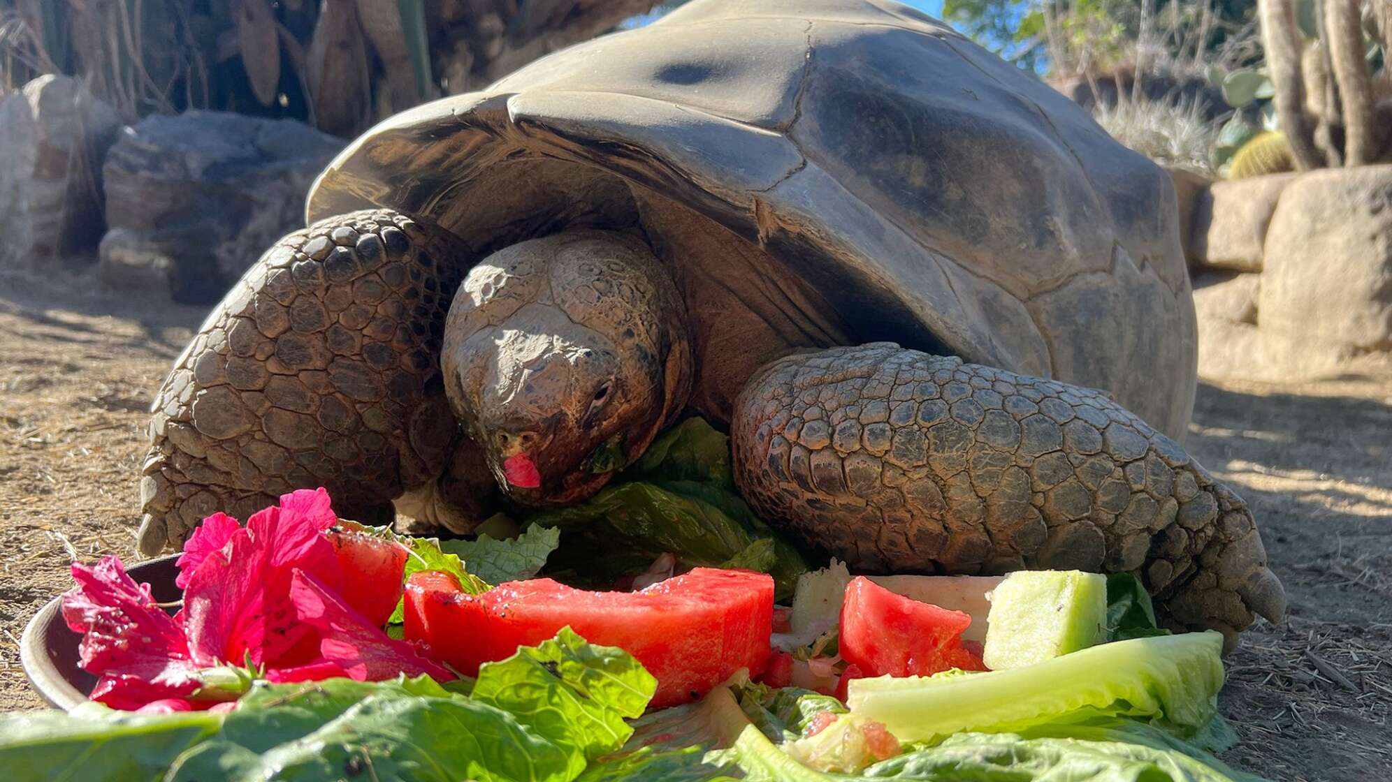 Galapagos-Schildkröte im Zoo von San Diego