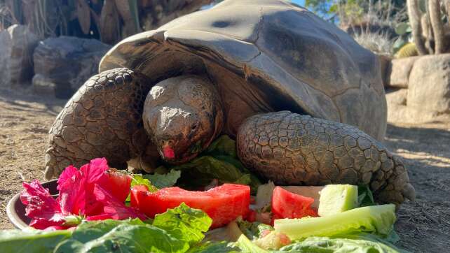 Zoo in San Diego trauert um 140 Jahre alte Schildkröte
