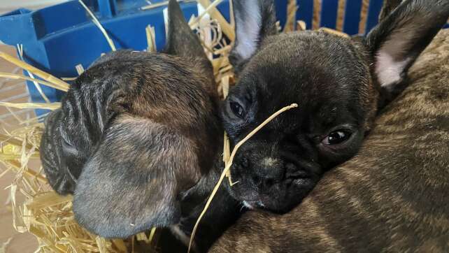 EU-Einigung: Strengere Regeln gegen illegalen Welpenhandel