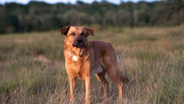 Bühnenstar mit Schnauze: Theater Regensburg sucht Hund für Operette "Polnische Hochzeit"