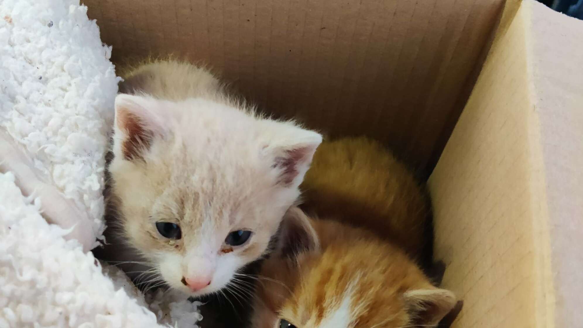 Paar rettet Kätzchen aus der Kälte
