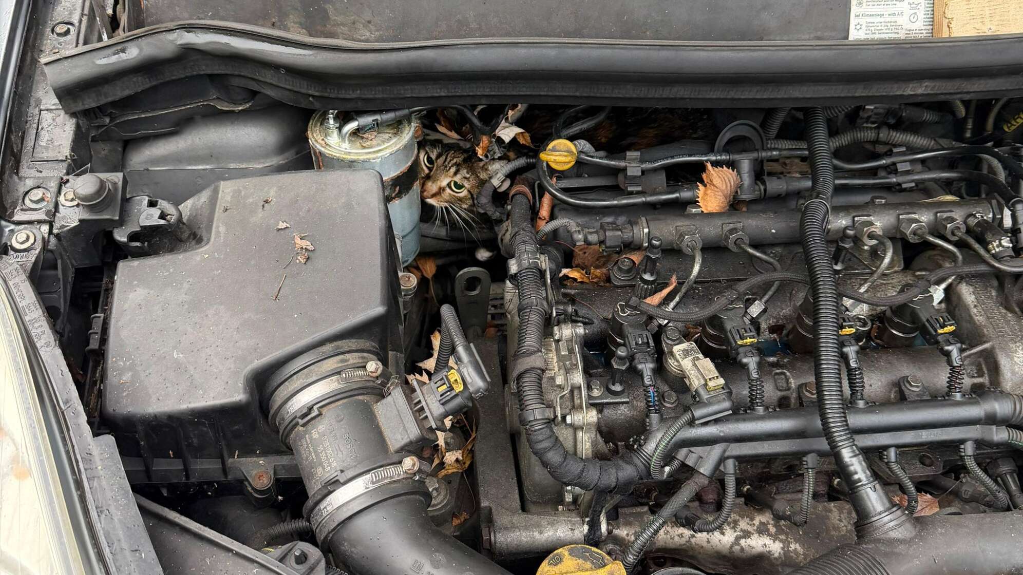 Katze aus Motorraum befreit