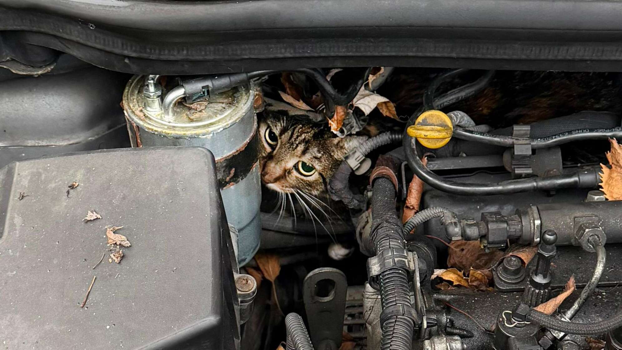 Katze aus Motorraum befreit